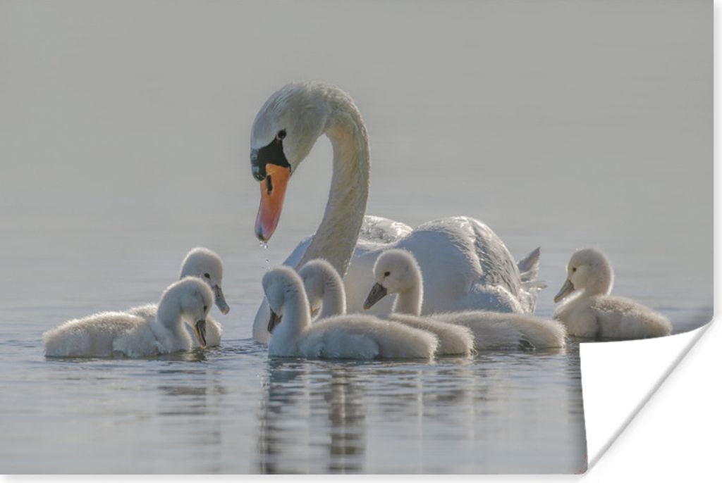 MuchoWow Poster Schwan - Wasser - Küken 90x60 cm - Schlafzimmer