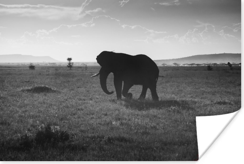 MuchoWow Poster Elefant - Einfarbig - Tiere - Schwarz und weiß 30x20 cm - Plakate - Print