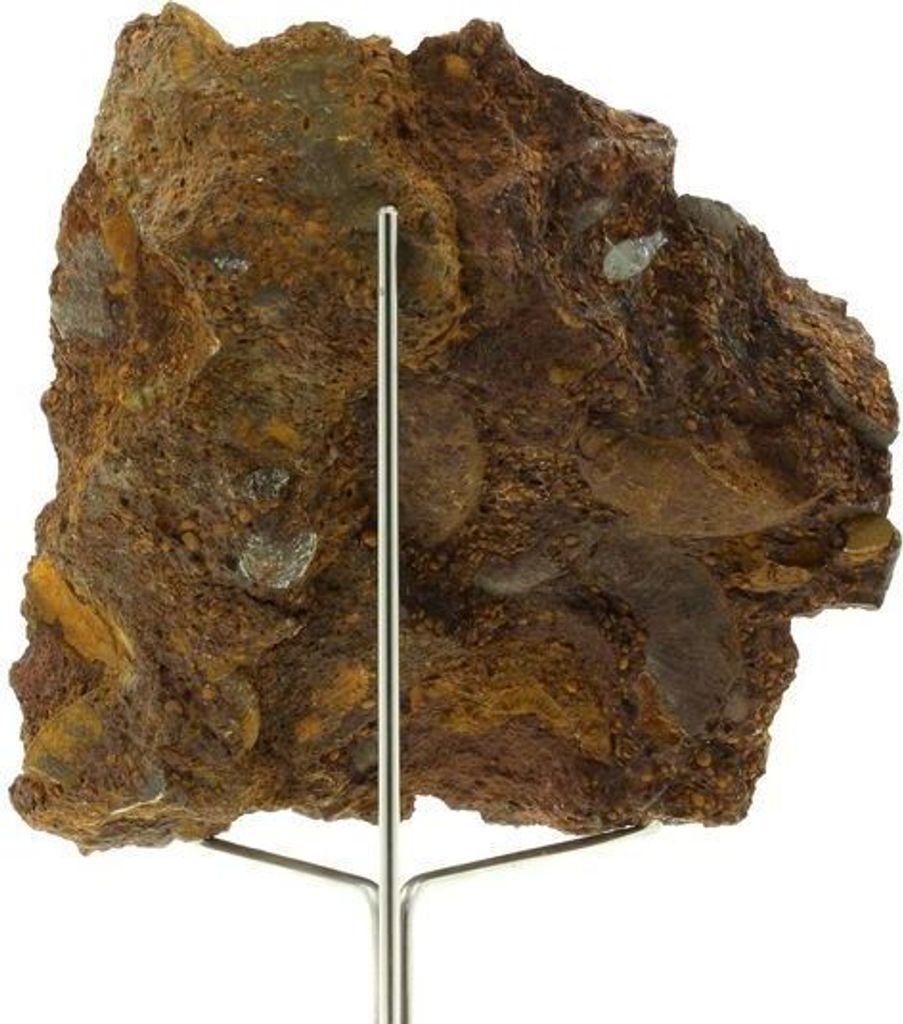 Ammonit Pleydellia 1284,0 Karat