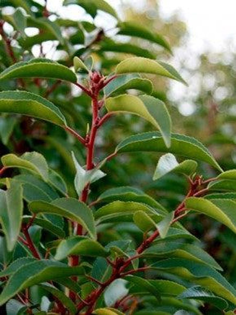 tea plant Tea Plant Green Tea