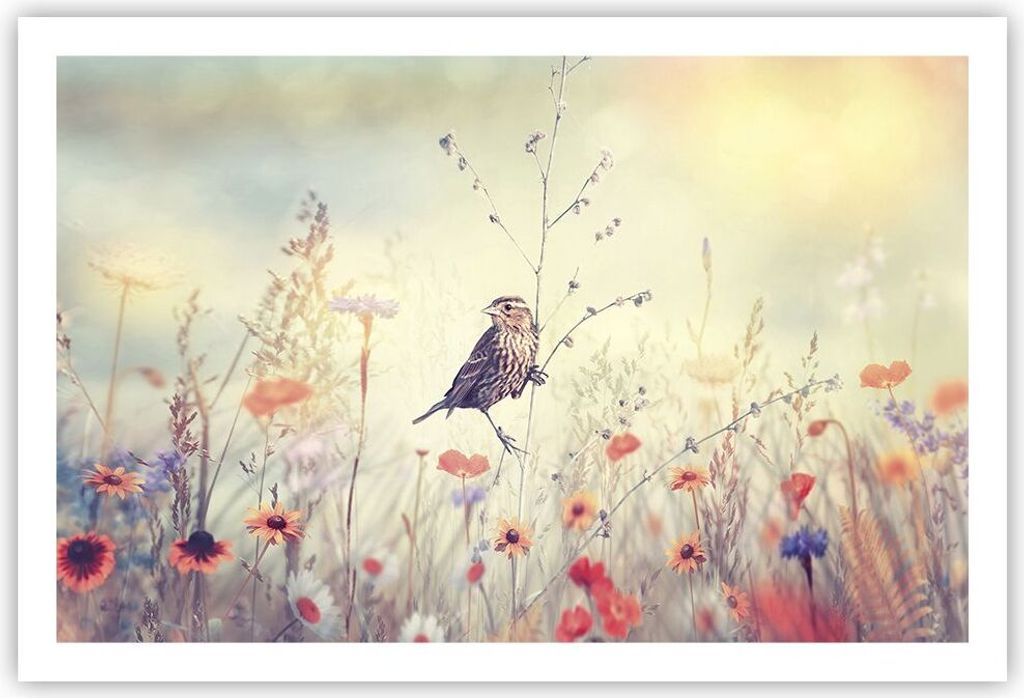 Poster - Poster ohne Rahmen - Vogel Wildschwein Wiese - 91,5x61 cm - Wand Bild - Wanddeko - Wandbilder - Kunstposter - Wandposter - Bilder - Kunstd...