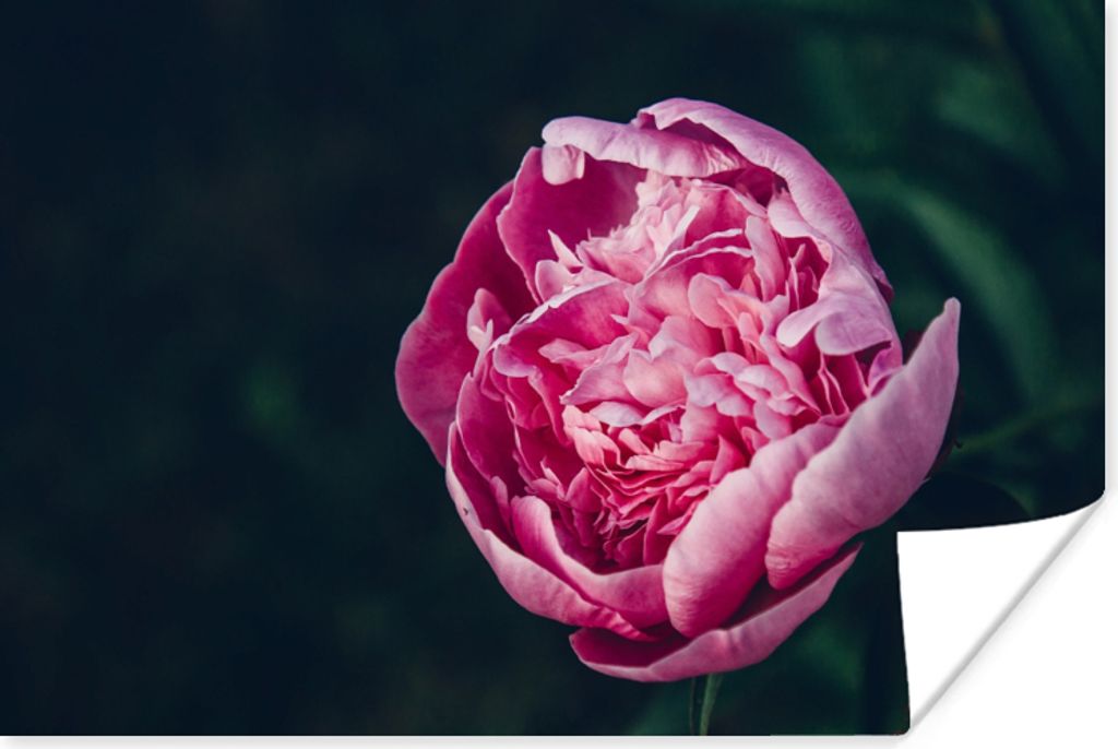 MuchoWow Poster Blumen - Rosa - Rosen 90x60 cm - Schlafzimmer