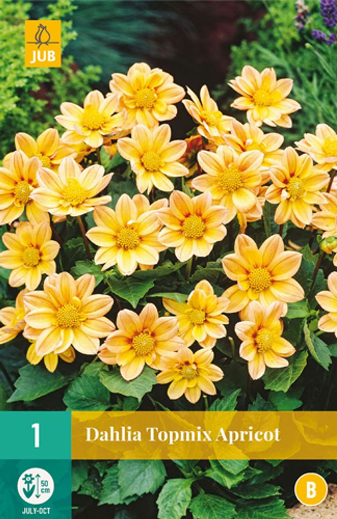 Dahlie Topmix Apricot (1 Stück) | Dahlienzwiebeln von Jub Holland