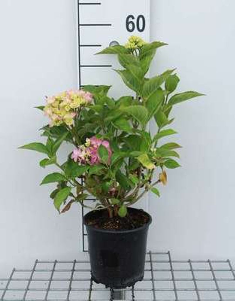 Hydrangea macr. 'Freudenstein' - Hortensien 25- 30 cm Container