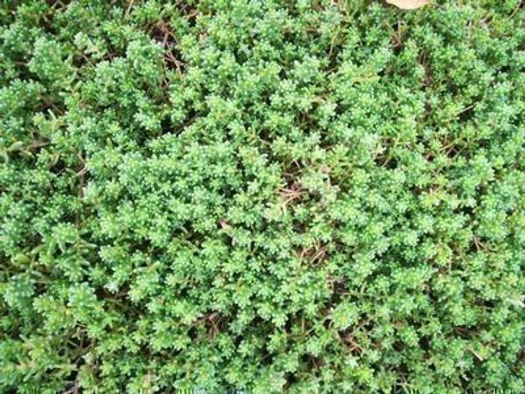 6 x Sedum album 'Murale' - Fettblatt - Topf 9 x 9 cm