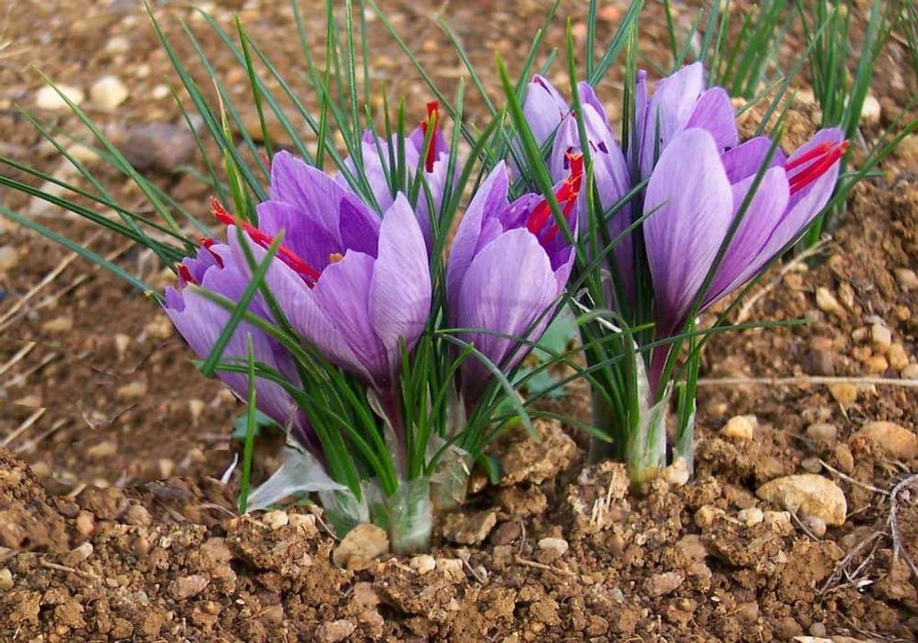 100 Blumenzwiebeln: Herbstblühende winterfeste Produktbild 