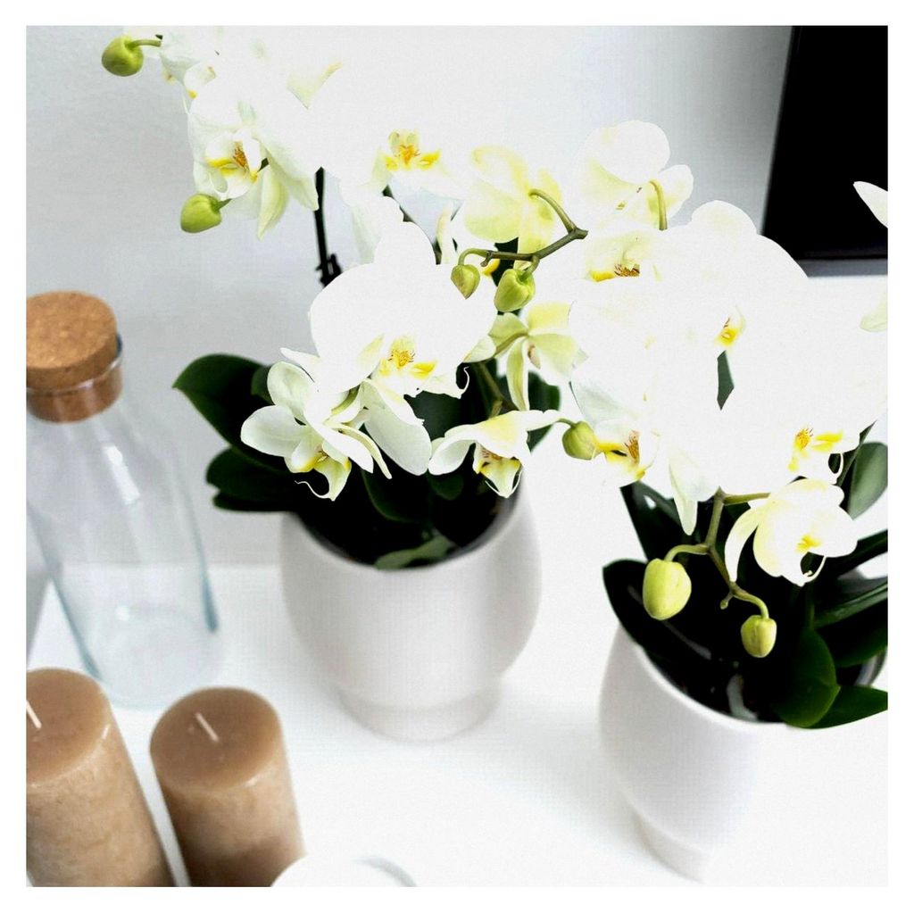 Orchideen | Weiße Phalaenopsis Orchidee Topfgröße Ø12cm | blühende Zimmerpflanze - frisch vom Züchter