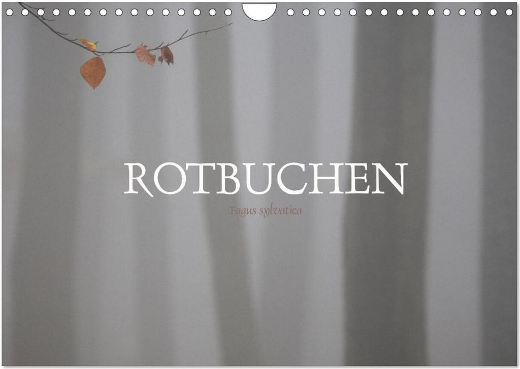 Rotbuchen (Wandkalender 2026 DIN A4 quer), CALVENDO Monatskalender