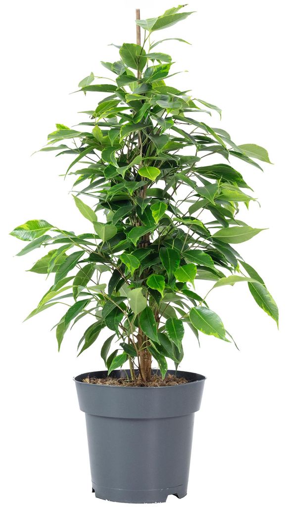 Birkenfeige 'Forever' - pflegeleichte Zimmerpflanze, Ficus Produktbild 