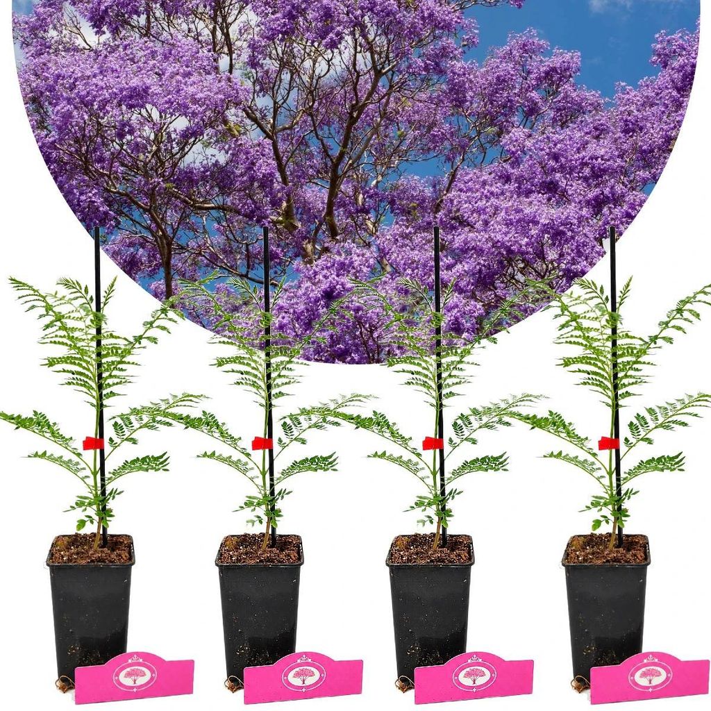 Set mit 4 Jacaranda mimosifolia – Rosenholzbaum – Höhe Produktbild 