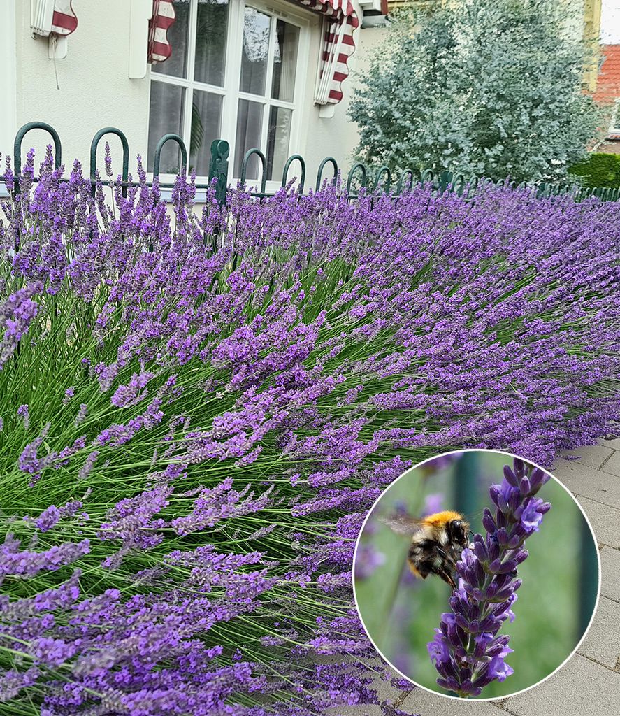 BALDUR Garten 3x Lavendel 'Phenomenal ' Duftlavendel, Pflanzen im 9x9 cm-Topf, echter Lavendel, Lavandula, winterharte Staude, trockenresistent, m...