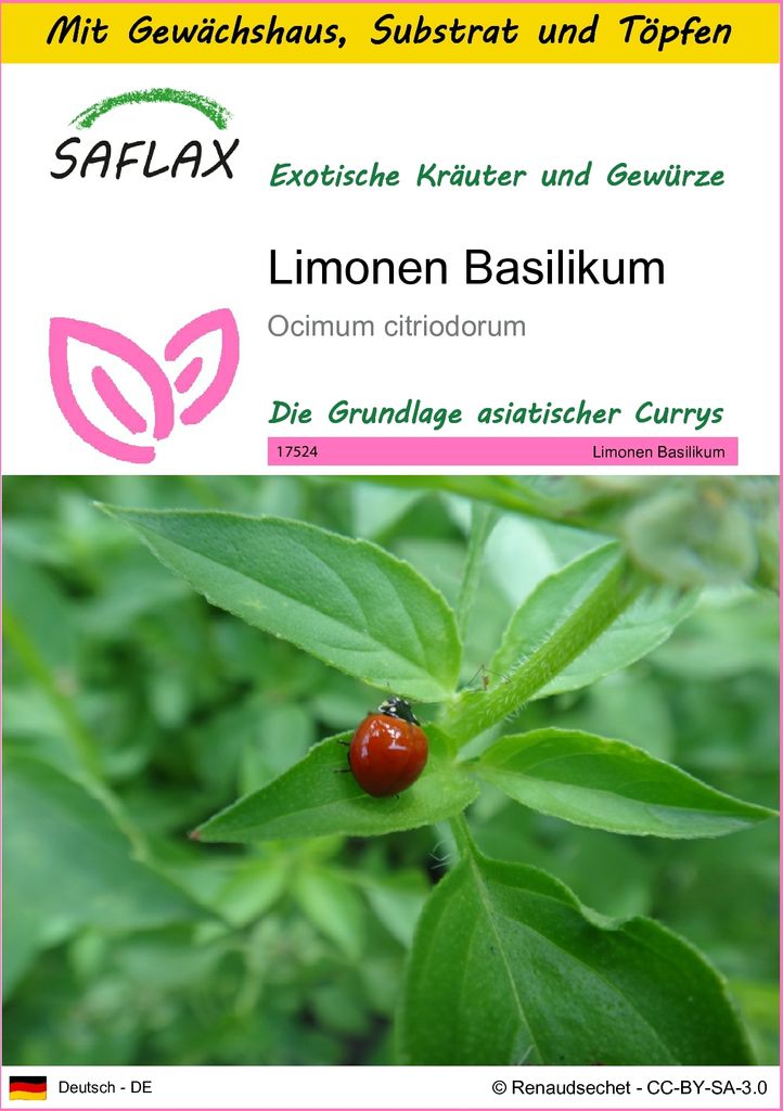 SAFLAX Anzucht Set - Limonen Basilikum - Ocimum citriodorum - 200 Samen - Mit Mini-Gewächshaus, Anzuchtsubstrat und 2 Töpfen