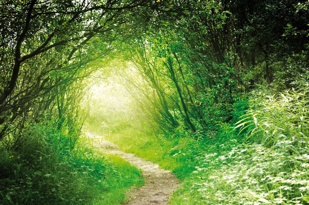 Wälder Kunstdruck Bild - Grüner Waldweg, Into The Light (80 x 120 cm)