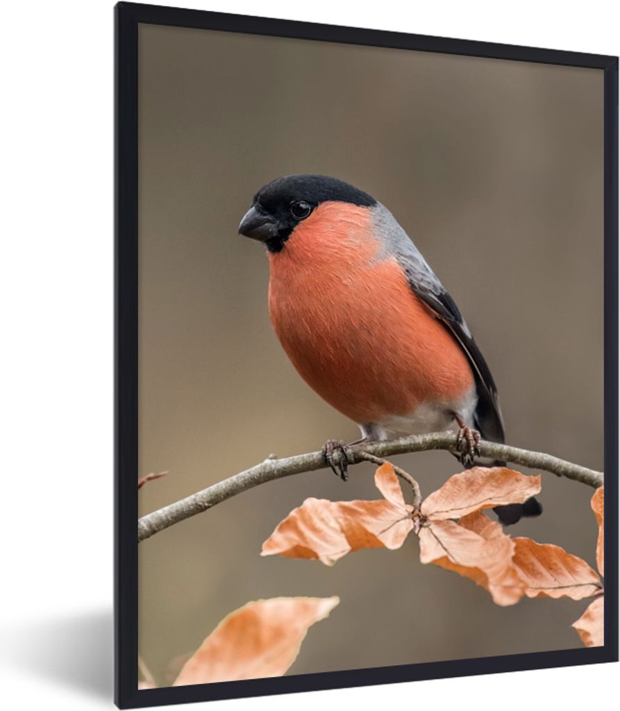 MuchoWow Gerahmtes Poster Vogel - Laub - Herbst - Gimpel - 60x80 cm - Poster mit Schwarzem Bilderrahmen Wandposter Rahmen Foto Bilder - Premium -...