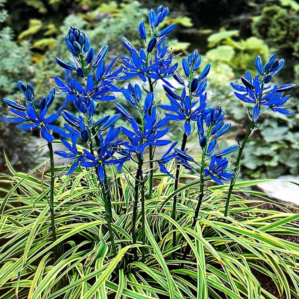 Bulbi di Camassia Fiori Bulbi di fiori Camassia Blue Melody Immagine del prodotto 