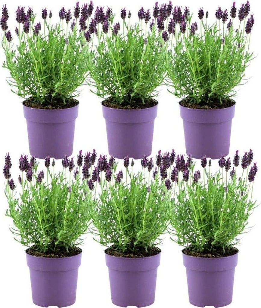 Plants by Frank - Lavandula stoechas Anouk® - Pot de 12 cm Image du produit 