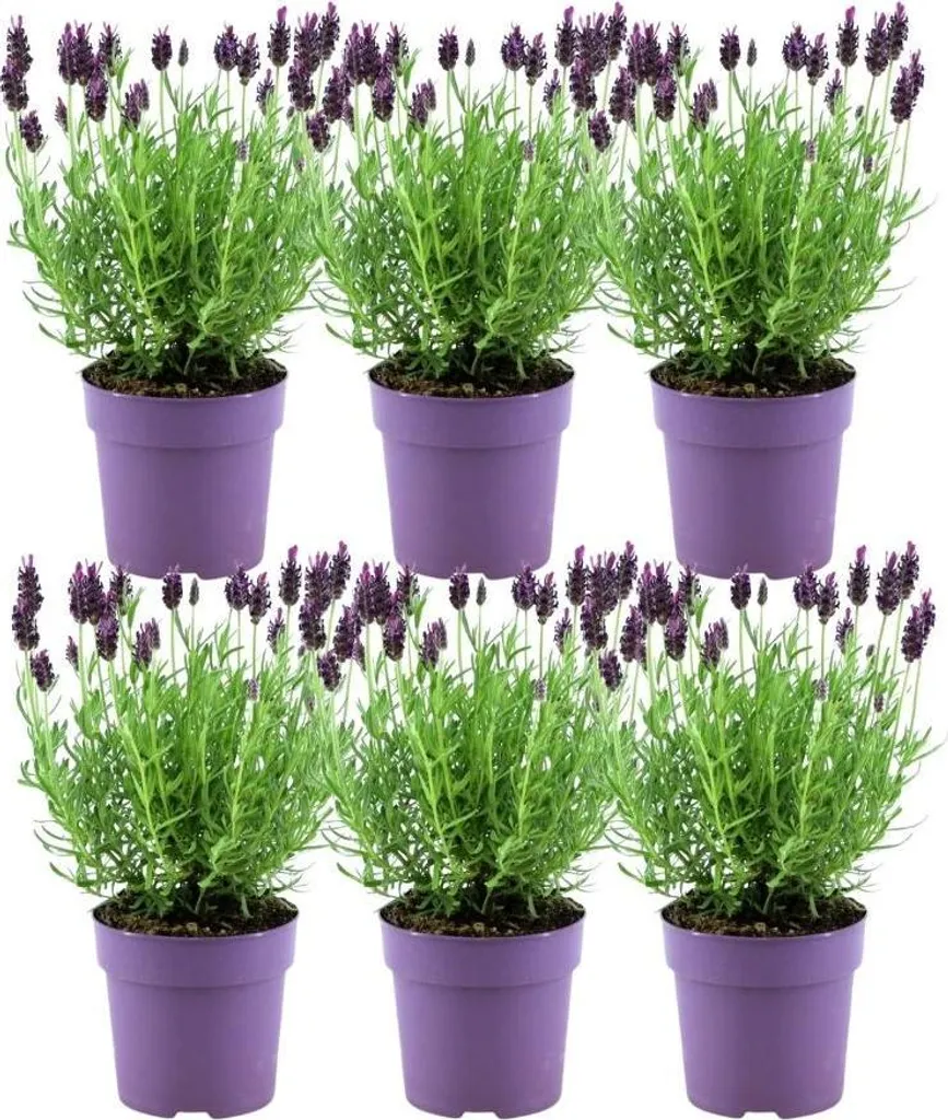 Lavande papillon pour balcon et terrasse - Lot de 6 pots Anouk 12 cm