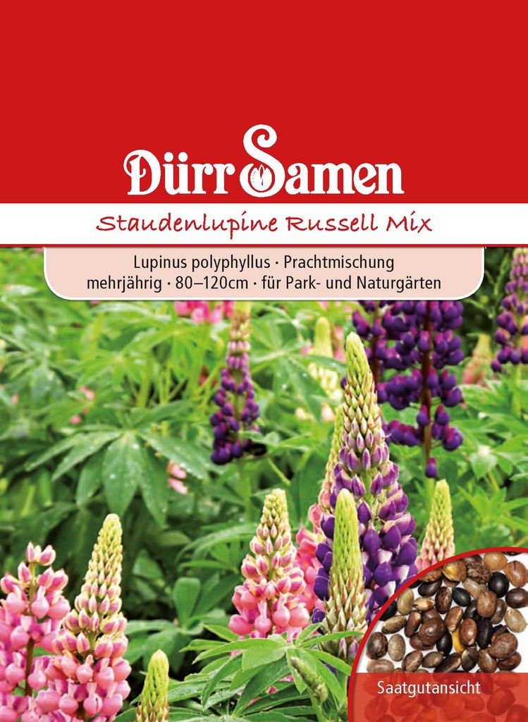 Staudenlupine Russell Mix | Staudenlupinensamen von Dürr Produktbild 