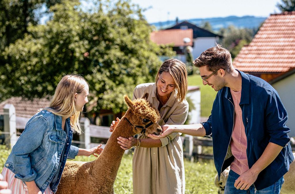 mydays Alpaka Wanderung Lechbruck; Erlebnis verschenken oder selbst erleben; Gutschein für 1 Person(en)