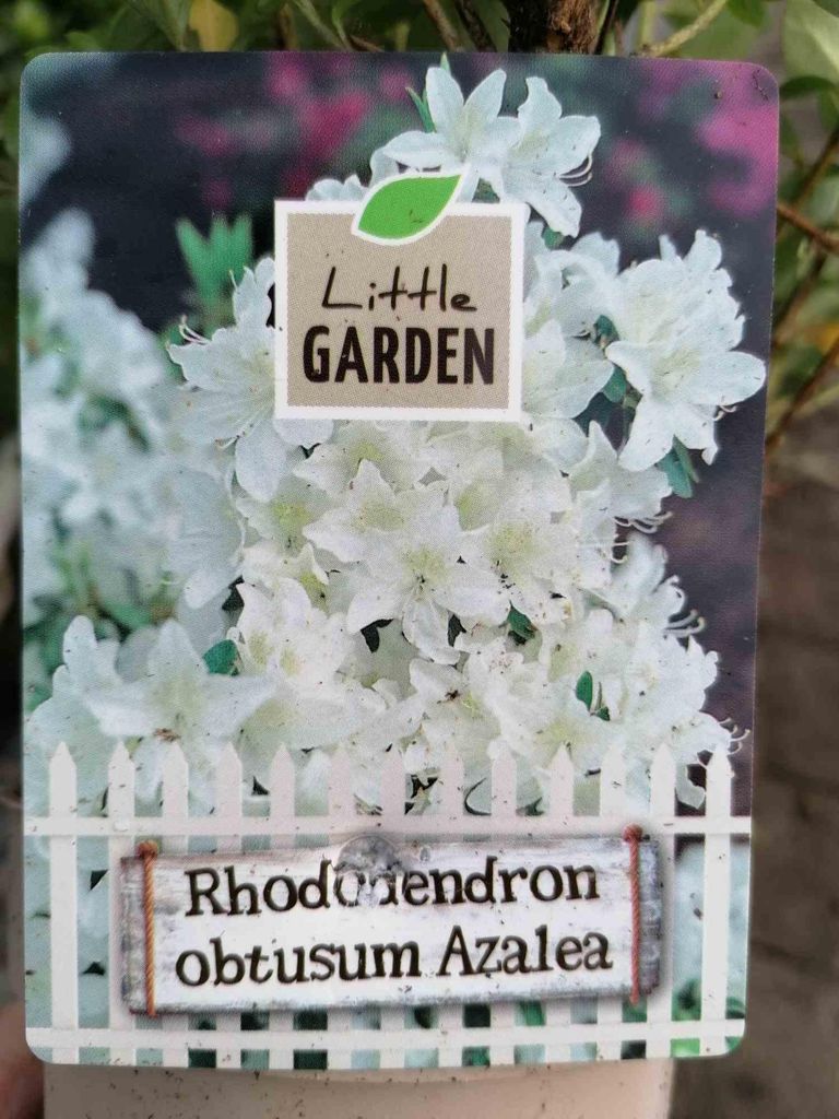 Japanische Azalee weiß 20-30 cm - Rhododendron obtusum Produktbild 