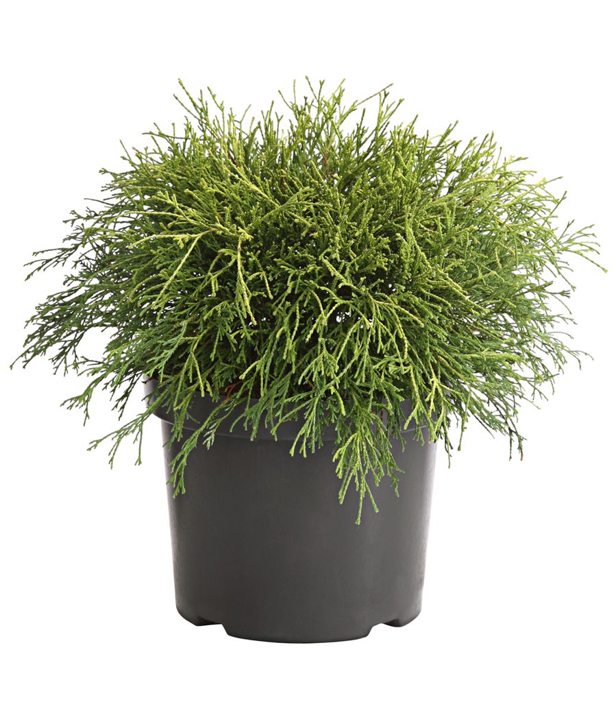 Dehner Scheinzypresse Filifera Sungold, Chamaecyparis pisifera, gelbe/hellgrüne Nadeln, ca. 25-35 cm exkl. Pflanztopf, Ziergehölz