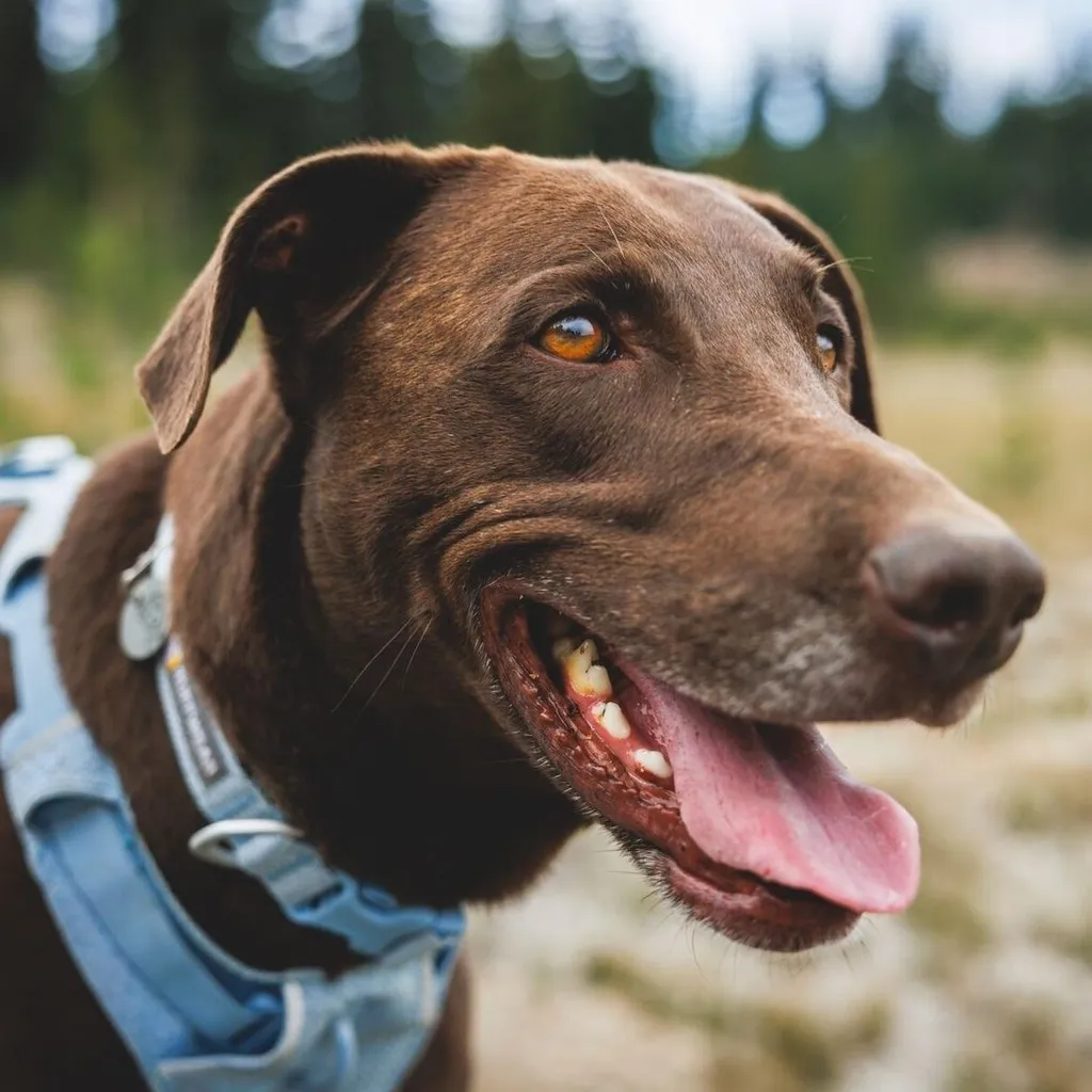 Collier Chien Réglable Ruffwear Front Range Flex Confort Bleu Polaire - 4