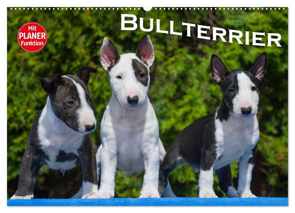 Bullterrier (Wandkalender 2027 DIN A2 quer), CALVENDO Monatskalender
