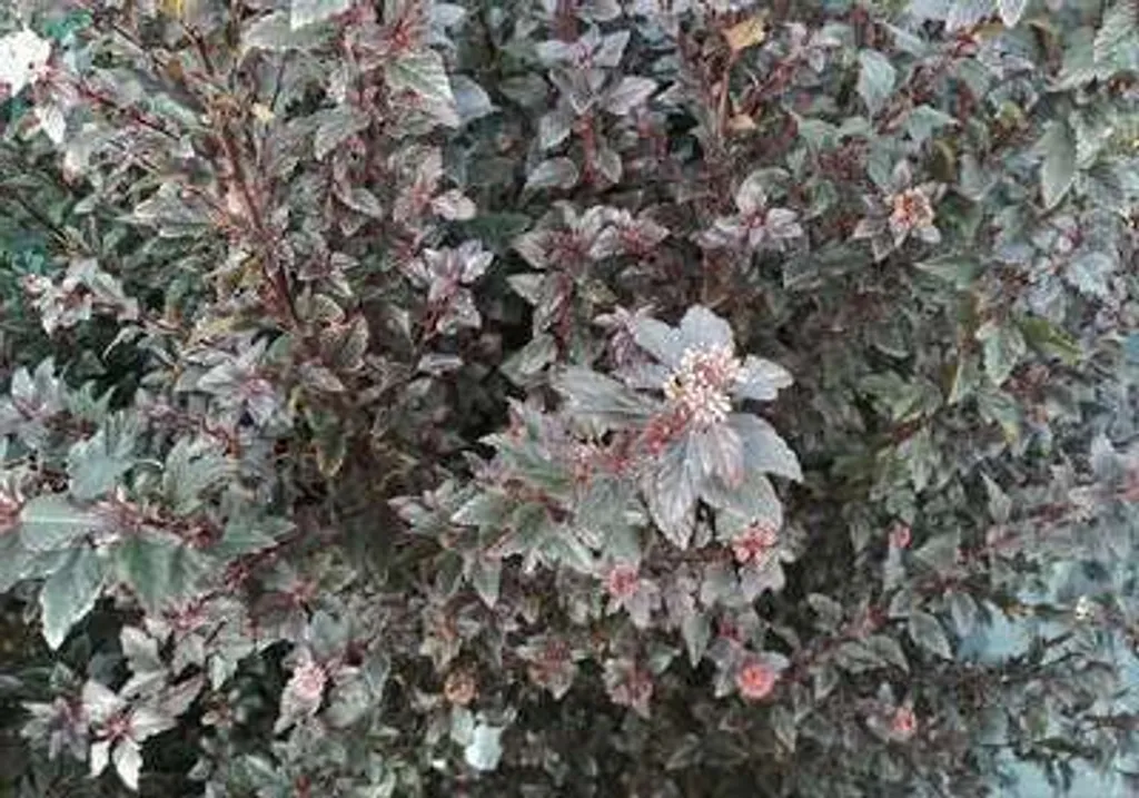 Physocarpus Little Devil pour haie basse et massif, hauteur 40-50 cm