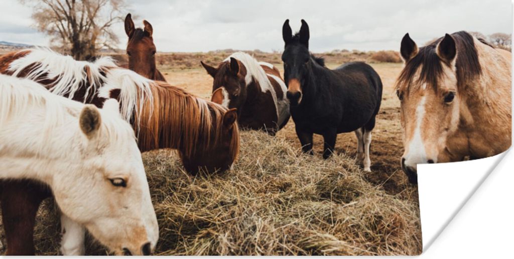 MuchoWow Poster Tiere - Pferd 160x80 cm - Foto Poster