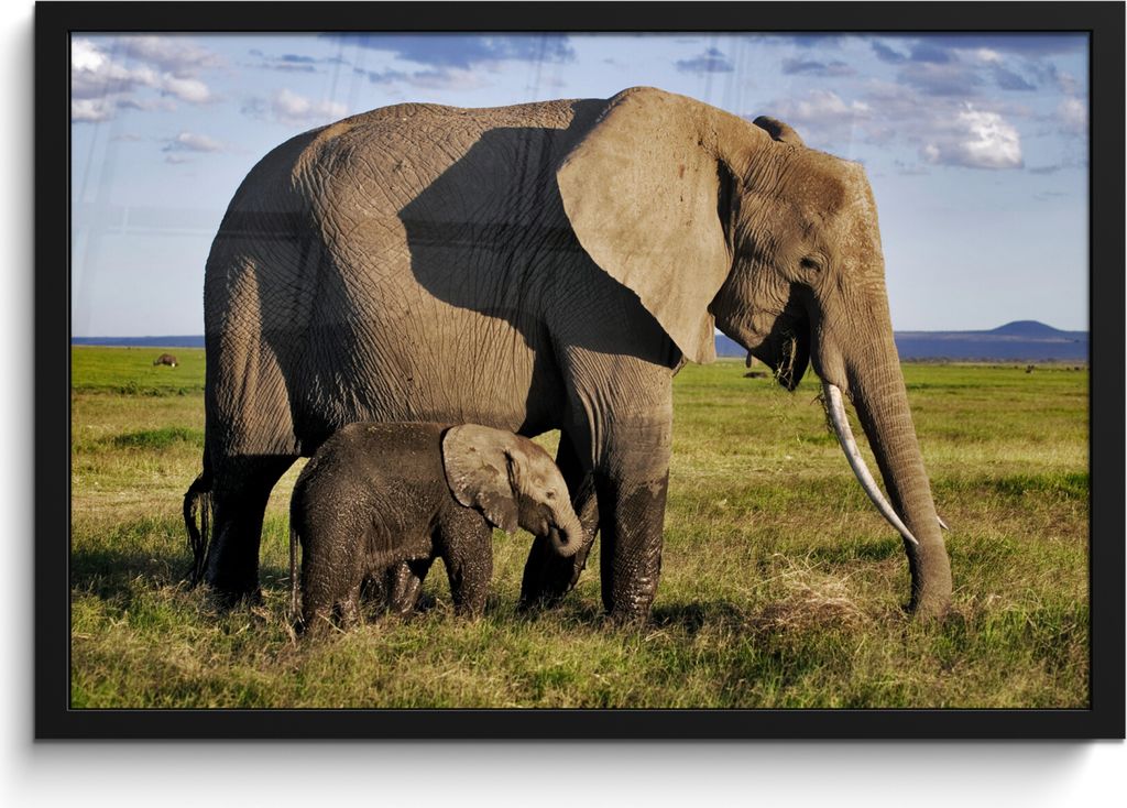 MuchoWow MuchoWow Gerahmtes Poster Elefant - Tiere - Grasland - Grün - Grau 60x40 cm - Poster mit zchwarzem Bilderrahmen - Printing - Wanddeko...