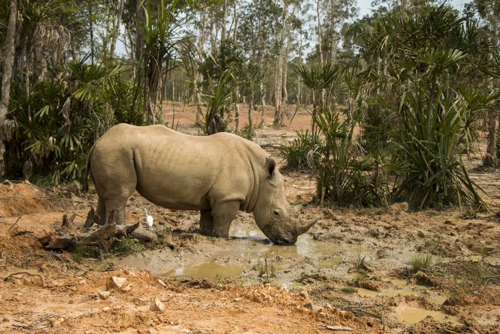 hansepuzzle 76066 - Nashorn Puzzle, 2000 Teile, Tierwelt, 90,0 x 60,0cm mit hochwertiger Aufbewahrung, Kartonbox und wiederverschließbarem Beutel