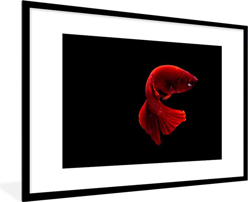 MuchoWow MuchoWow Gerahmtes Poster Fisch - Meerestier - Schwanz - Rot 90x60 cm - Poster mit zchwarzem Bilderrahmen - Wanddekoration - Fotos