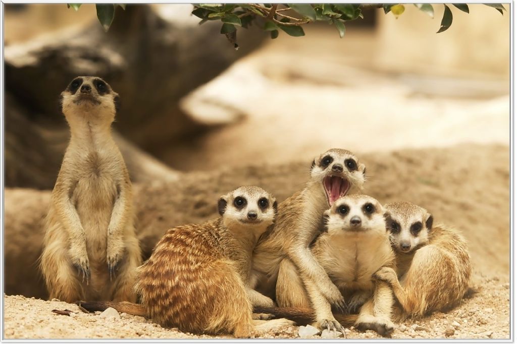 Wallario Wandbild Niedliche Erdmännchen kuscheln im Sand, Größe: 61 x 91,50 cm, Poster mit weißem Aluminiumrahmen