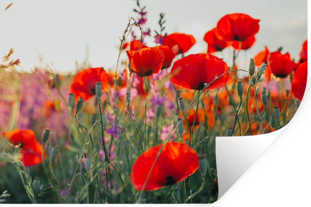 MuchoWow Wandtattoo Wandsticker Wandaufkleber Mohn - Blumen - Rot - Lila - Wiese 120x80 cm Selbstklebend und Repositionierbar - Selbstklebend - F...