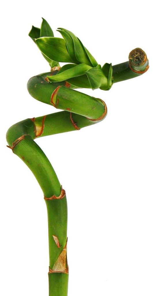 Lucky bamboo 'Lucky Bamboo' - spirála - v tube - Dracaena Obrázek produktu 