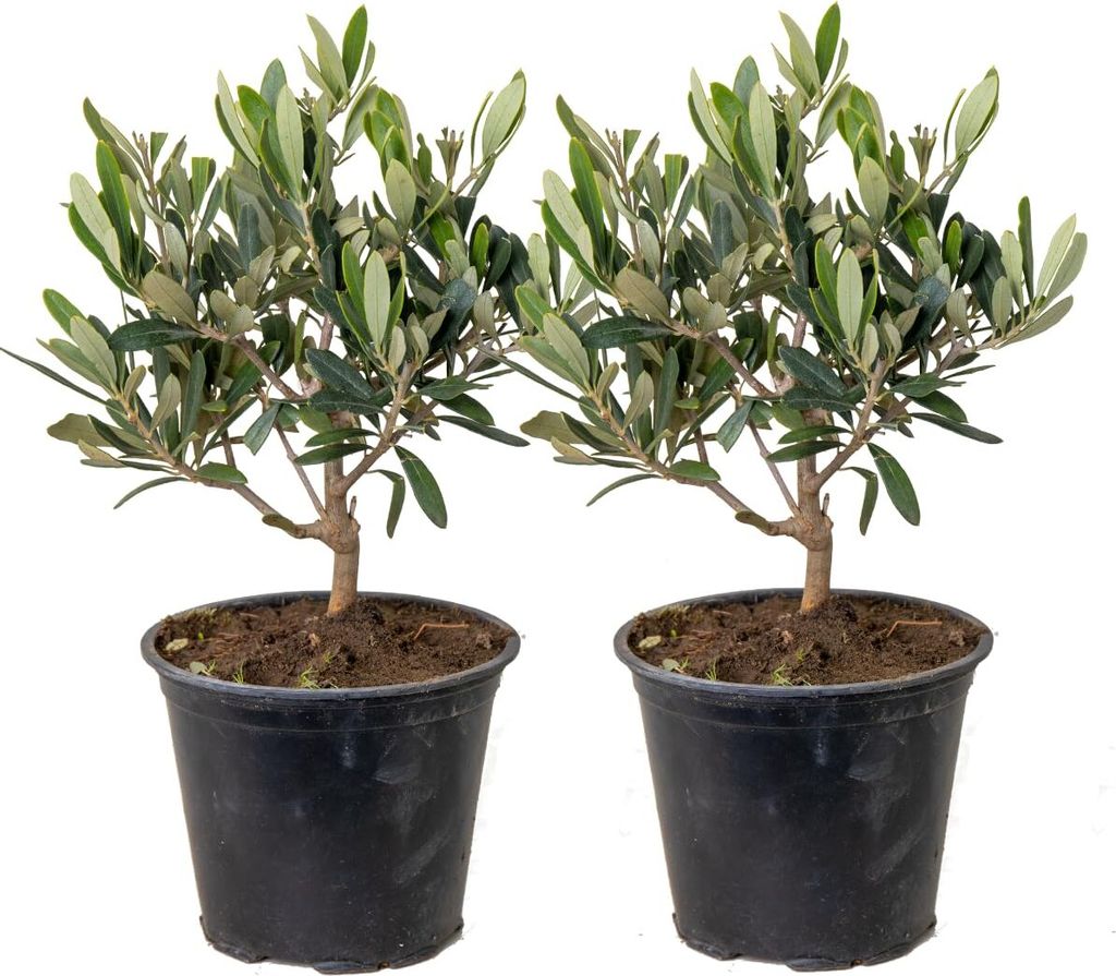 Bloomique - 2er Set - Olea Europaea - Olivenbaum Echt - Produktbild 