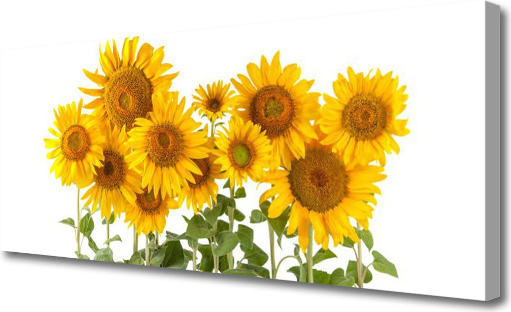 Tulup Leinwand-Bilder 125x50 Wandbild Canvas Kunstdruck Sonnenblumen Pflanzen