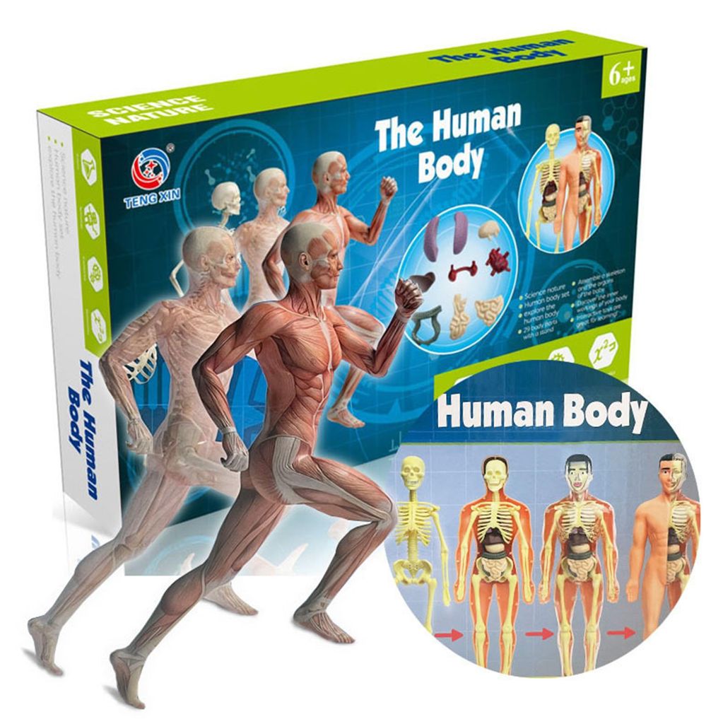 Menschliches Körpermodell, Organe und Knochen, einfache Montage, Lernwerkzeug-Set, Anatomie-Display, STEM, pädagogisches Geschenk, Lehrmittel