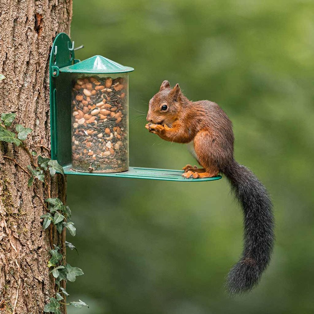 CJ Wildlife Eichhörnchen Futterhaus - Futterautomat Metall/Kunststoff - ca. 460 g - extralanger Sitzvorsprung - schützt Futter vor Regen