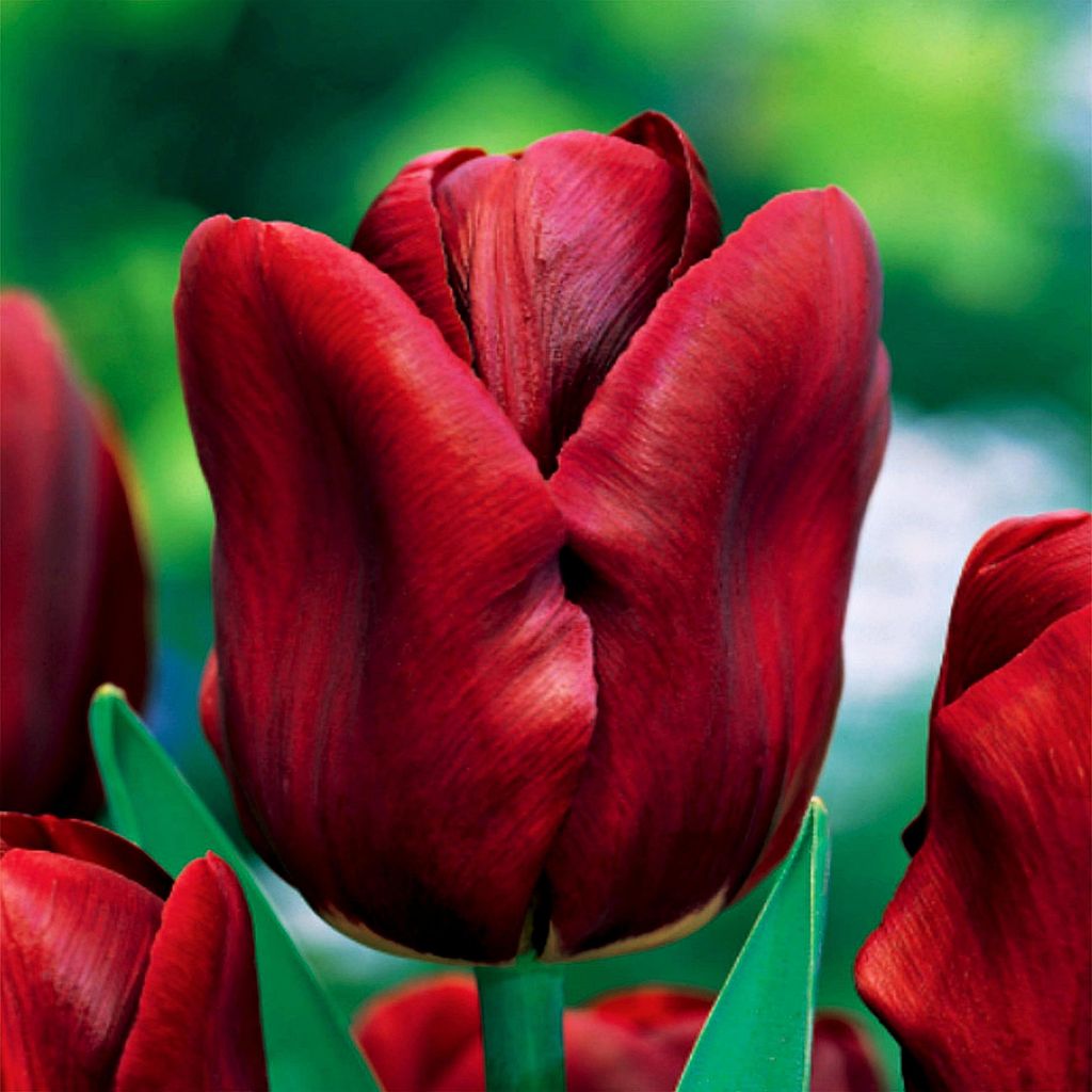 Tulipani Bulbi Bulbi Fiori Fioritura precoce Tulipano Immagine del prodotto 