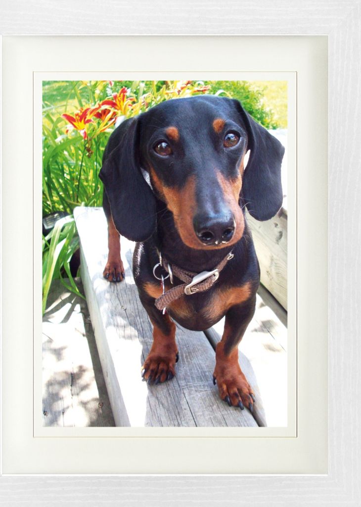 Hunde Gerahmtes Bild Mit Edlem Passepartout | Wand-Bilder | Im Bilderrahmen - Schwarz-Brauner Dackel (40 x 30 cm)