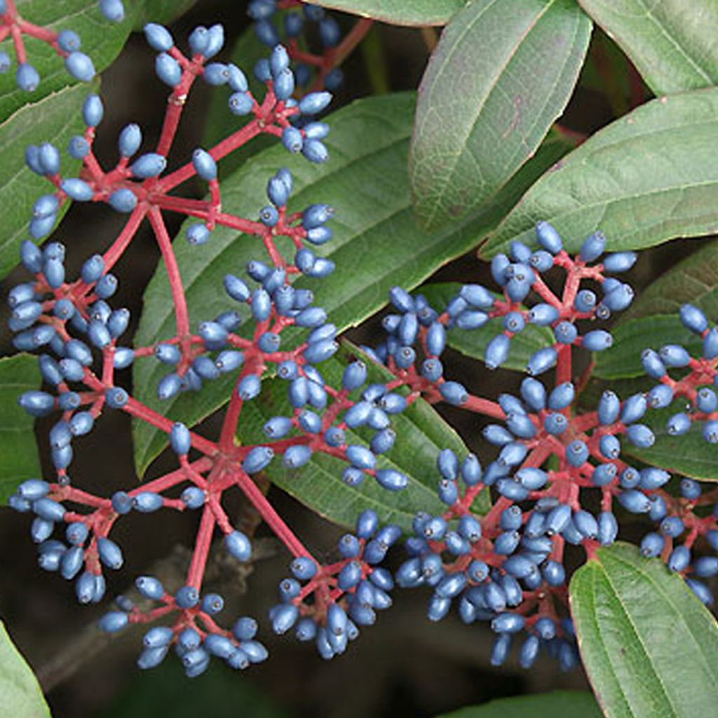 2 x Immergrüner Kissenschneeball - Viburnum davidii | 25-30 cm in Container