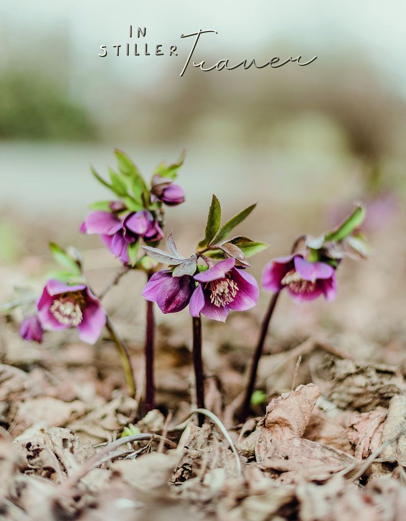 Trauer Beileids-Kondolenzkarten im Format 11,5 x 17 cm - Blumen