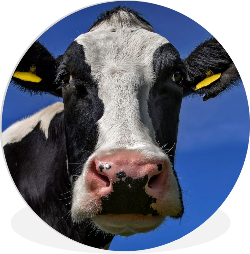 MuchoWow Rundes Wandbild - Runde Bilder Kuh - Blau - Tiere Ø 90 cm Kreis Wanddekoration Kunststoff - Wandkreis - Wandschmuck - Wand-Kreis - Wohn...