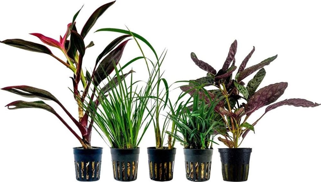Pflanzen Set mit 5 lebenden Terrarienpflanzen Paludariumpflanzen AquaOne Nr.271
