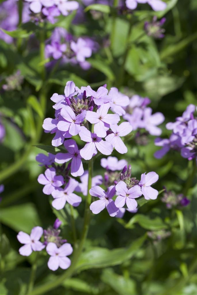 Hesperis matronalis, Nachtviole, violett, ca. 9x9 cm Topf Produktbild 