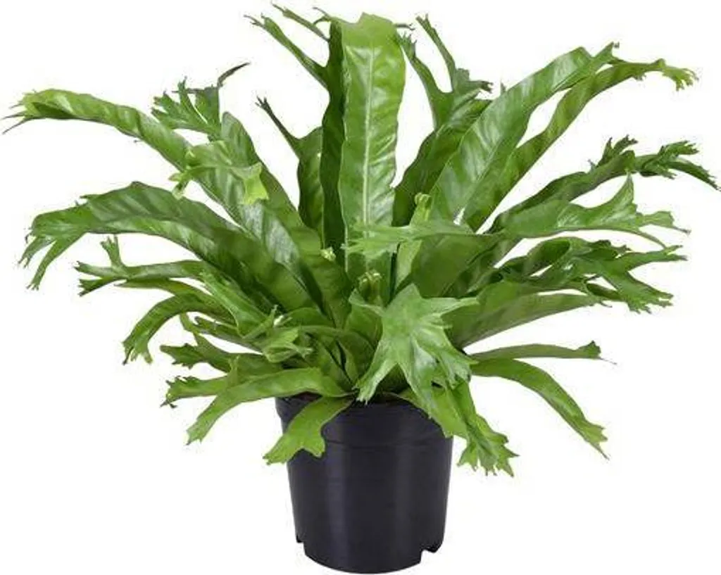 Asplenium nidus Crissie Ø17cm - Fougère aux feuilles crépues 40 cm