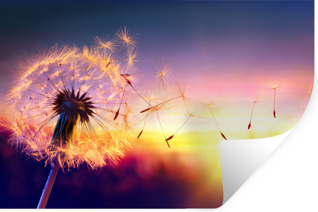 MuchoWow Wandtattoo Wandsticker Wandaufkleber Löwenzahn - Blumen - Sonnenuntergang - Horizont - Nacht 120x80 cm Selbstklebend und Repositionierb...