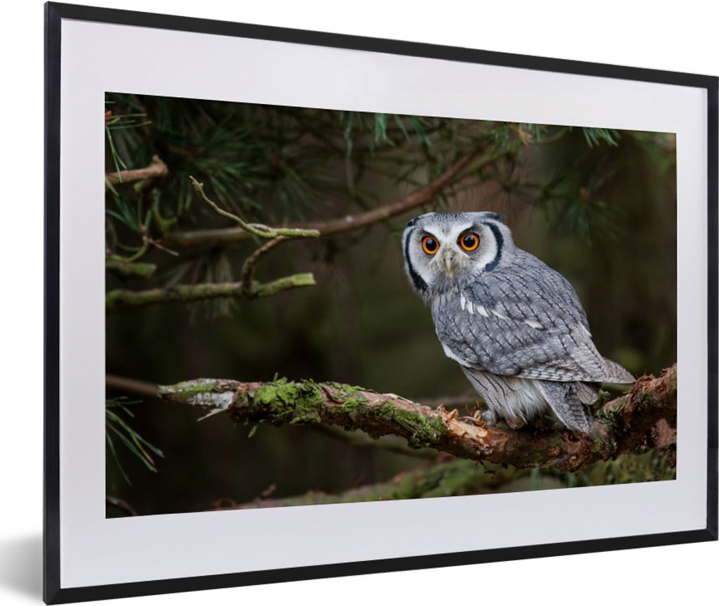 MuchoWow Gerahmtes Poster Eule - Vogel - Äste - Natur 60x40 cm - Poster mit Schwarzem Bilderrahmen Wandposter Rahmen Foto Bilder - Schlafzimmer ...
