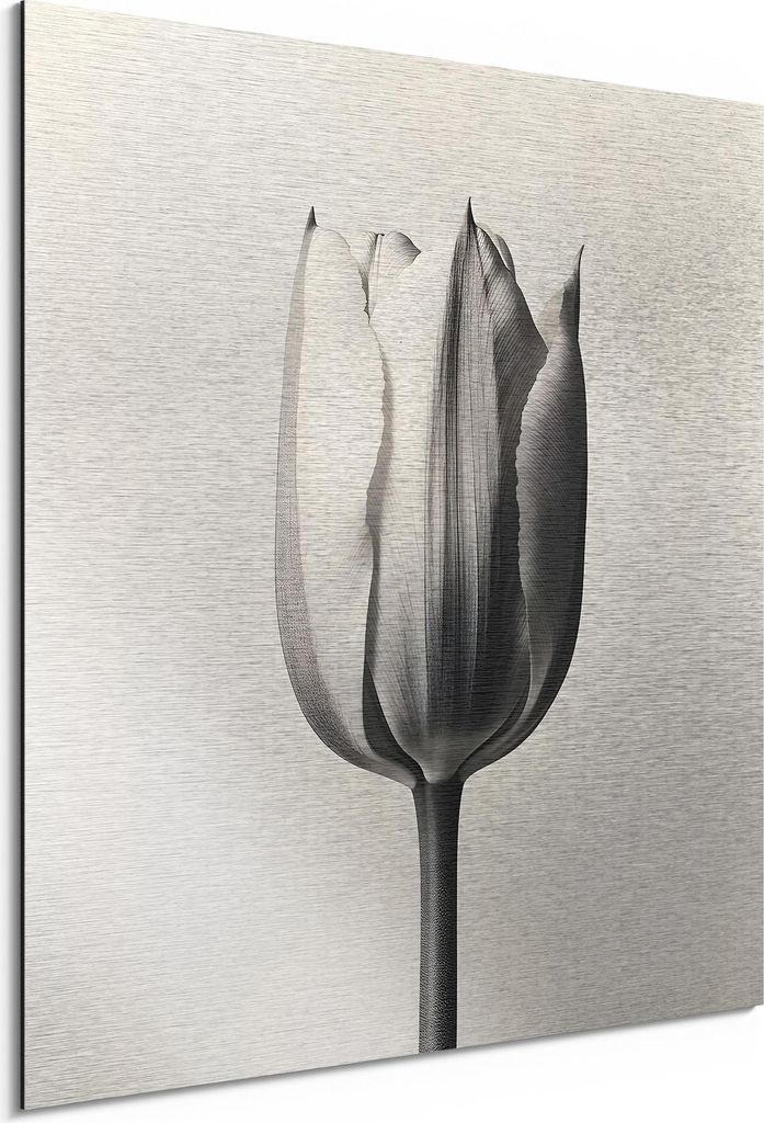 DEQORI Alu-Dibond Bild Silber 50x50 cm 'Die stille Tulpe' Wandbild Metall dünn Design